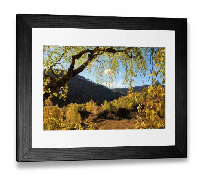Framed Print : Downy Birch (Betula pubescens) showing autumn colours. Glen Strathfarrar, Scottish Highlands. Scotland. October Framed Print : Downy Birch (Betula pubescens) showing autumn colours. Glen Strathfarrar, Scottish Highlands. Scotland. October