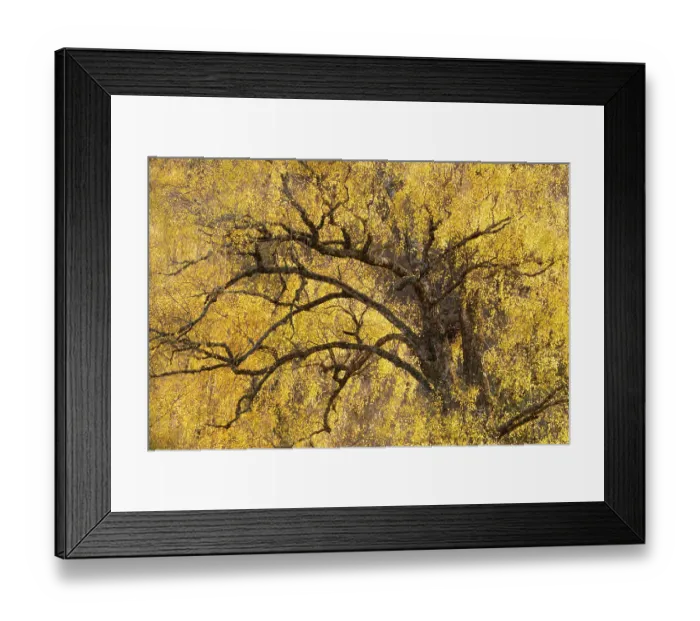 Framed Print : Downy Birch (Betula pubescens) showing autumn colours. Glen Strathfarrar, Scottish Highlands. Scotland. October Framed Print : Downy Birch (Betula pubescens) showing autumn colours. Glen Strathfarrar, Scottish Highlands. Scotland. October