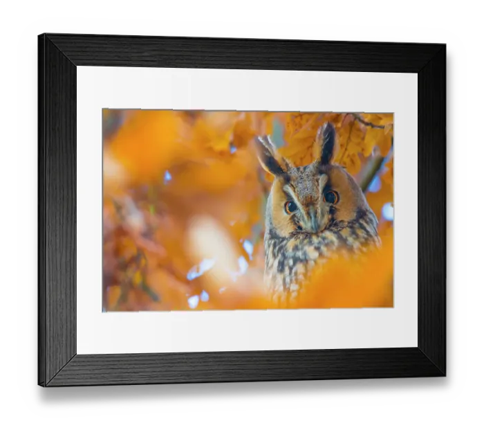 Framed Print : Long-eared owl (Asio otus) portrait, roosting in tree in autumn, The Netherlands Framed Print : Long-eared owl (Asio otus) portrait, roosting in tree in autumn, The Netherlands