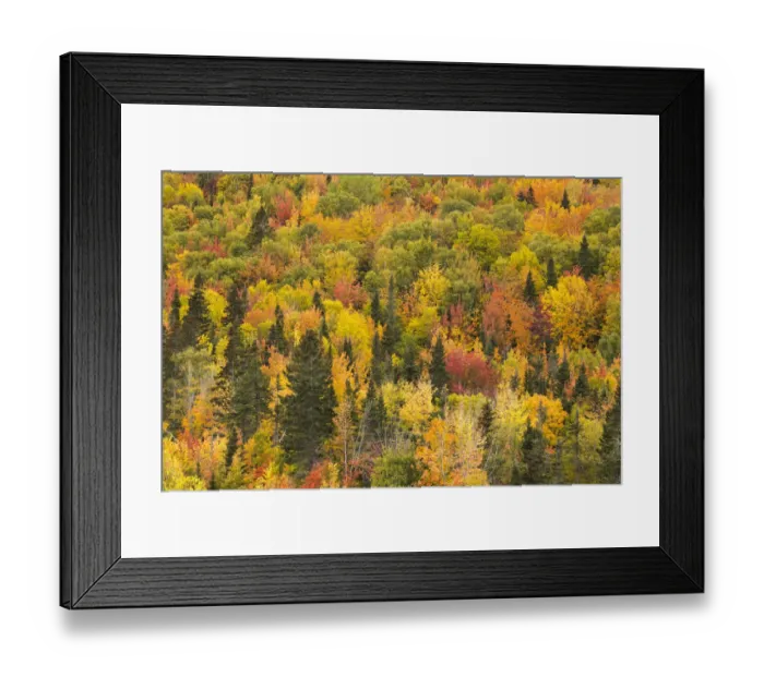 Framed Print : Trees in autumn colours, Rivire-au-Renard, Gaspesie, Quebec, Canada. October 2019 Framed Print : Trees in autumn colours, Rivire-au-Renard, Gaspesie, Quebec, Canada. October 2019
