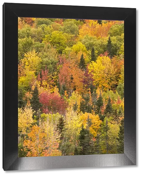 Trees in autumn colours, Rivire-au-Renard, Gaspesie, Quebec, Canada. October 2019