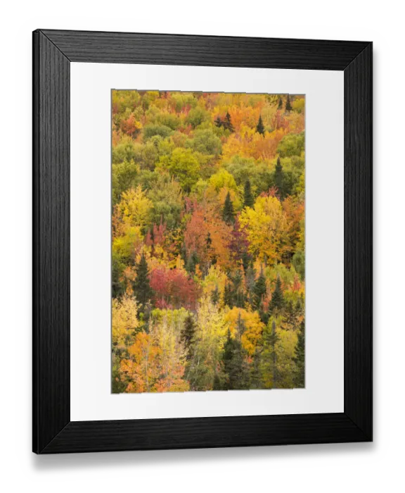 Framed Print : Trees in autumn colours, Rivire-au-Renard, Gaspesie, Quebec, Canada. October 2019 Framed Print : Trees in autumn colours, Rivire-au-Renard, Gaspesie, Quebec, Canada. October 2019