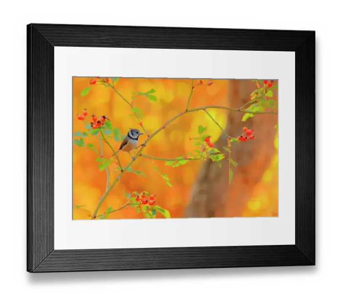 Framed Print : Crested tit (Lophophanes cristatus), Sierra de Grazalema Natural Park, Southern Spain. September Framed Print : Crested tit (Lophophanes cristatus), Sierra de Grazalema Natural Park, Southern Spain. September