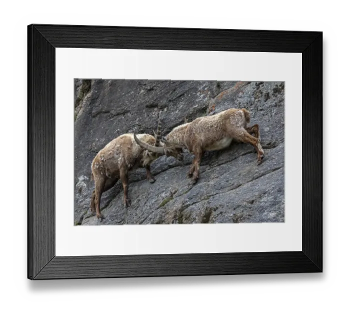 Framed Print : Alpine ibex (Capra ibex) adult males fighting on a steep mountain side, Valsavarenche Framed Print : Alpine ibex (Capra ibex) adult males fighting on a steep mountain side, Valsavarenche