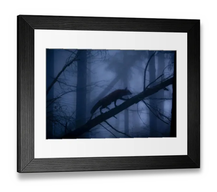 Framed Print : Red Fox (Vulpes vulpes) walking along a fallen trunk, silhouetted in misty forest Framed Print : Red Fox (Vulpes vulpes) walking along a fallen trunk, silhouetted in misty forest