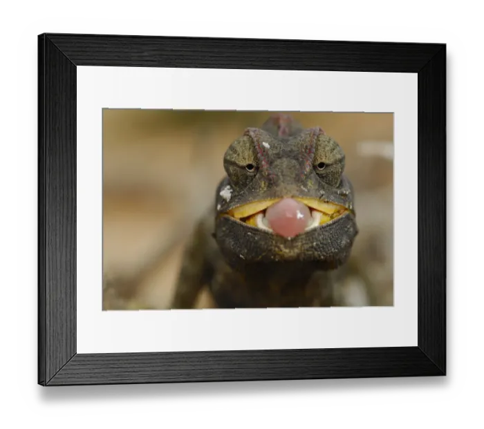 Framed Print : Desert / Namaqua Chamaeleon (Chamaeleo namaquensis) juvenile with tongue exposed Framed Print : Desert / Namaqua Chamaeleon (Chamaeleo namaquensis) juvenile with tongue exposed