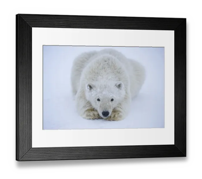 Framed Print : Polar bear (Ursus maritimus) spring cub resting on newly formed pack ice Framed Print : Polar bear (Ursus maritimus) spring cub resting on newly formed pack ice