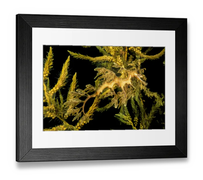 Framed Print : Leafy sea dragon (Phycodurus eques) among seaweed, Spencer Gulf, South Australia. January Framed Print : Leafy sea dragon (Phycodurus eques) among seaweed, Spencer Gulf, South Australia. January