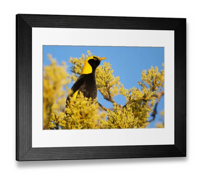 Framed Print : Regent bowerbird (Sericulus chrysocephalus) male sitting in budding mango tree