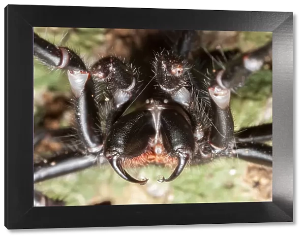 Sydney funnel web spider (Atrax robustus) close up showing venom droplets on fangs