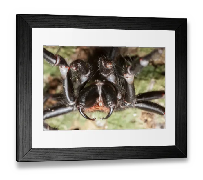 Framed Print : Sydney funnel web spider (Atrax robustus) close up showing venom droplets on fangs