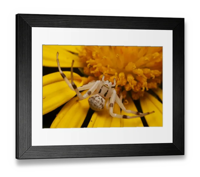 Framed Print : Flower spider (Thomisus spectabilis) an ambush predator waiting on daisy flower for Framed Print : Flower spider (Thomisus spectabilis) an ambush predator waiting on daisy flower for