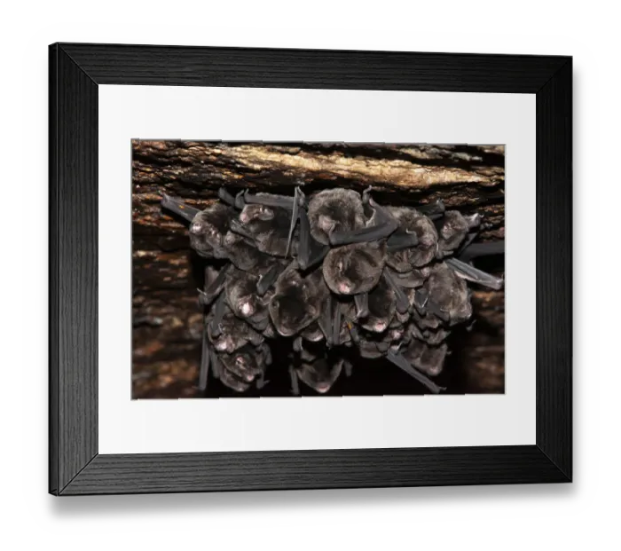 Framed Print : Eastern long fingered bat (Miniopterus orianae oceanensis Framed Print : Eastern long fingered bat (Miniopterus orianae oceanensis