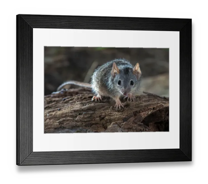 Framed Print : Yellow footed antechinus (Antechinus flavipes) on deadwood Framed Print : Yellow footed antechinus (Antechinus flavipes) on deadwood