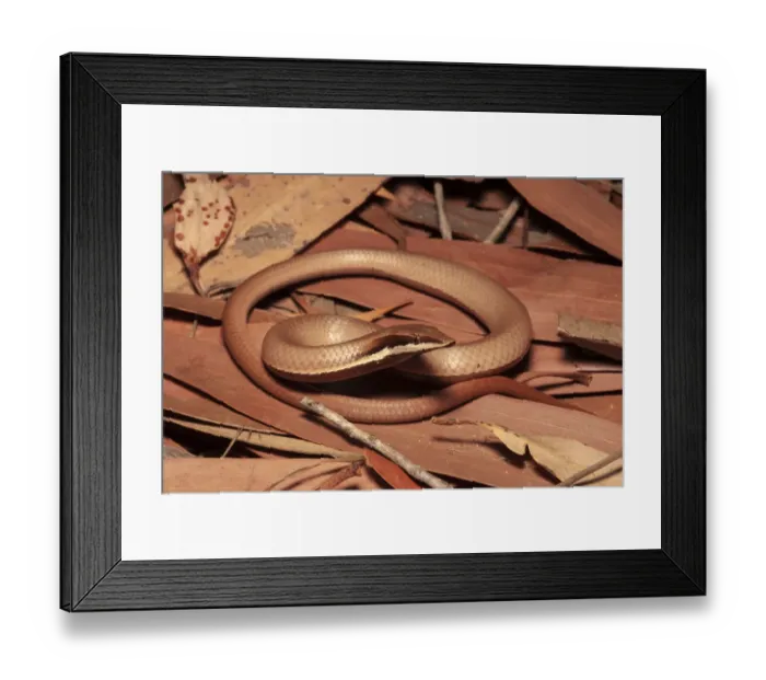 Framed Print : Burtons legless lizard (Liasis burtoni) camouflaged in leaf litter Framed Print : Burtons legless lizard (Liasis burtoni) camouflaged in leaf litter