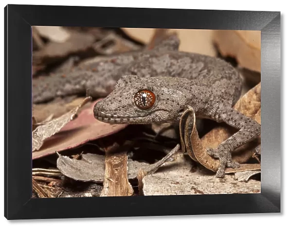 Eastern spiny tailed gecko (Strophurus williamsi) in leaf litter at night, Inglewood