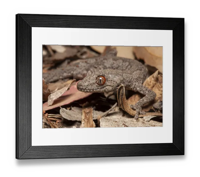 Framed Print : Eastern spiny tailed gecko (Strophurus williamsi) in leaf litter at night, Inglewood Framed Print : Eastern spiny tailed gecko (Strophurus williamsi) in leaf litter at night, Inglewood