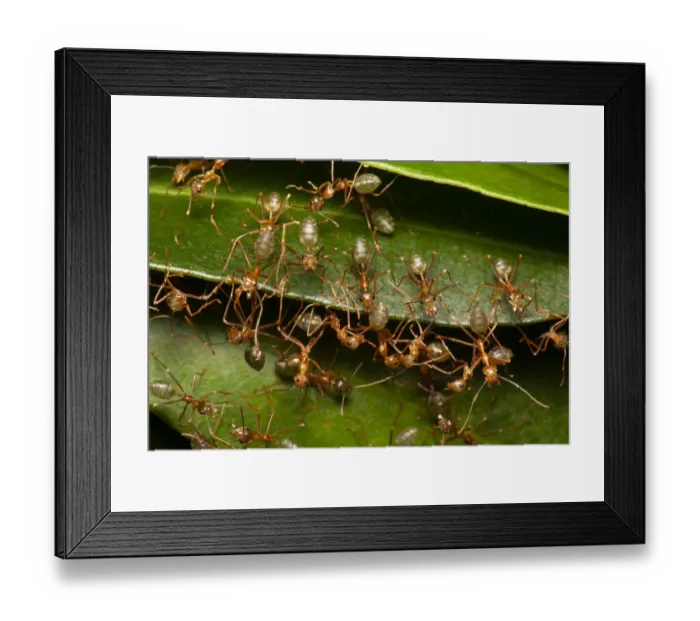 Framed Print : Green tree ants (Oecophylla smaragdina) defending their leafy nest in a low shrub Framed Print : Green tree ants (Oecophylla smaragdina) defending their leafy nest in a low shrub