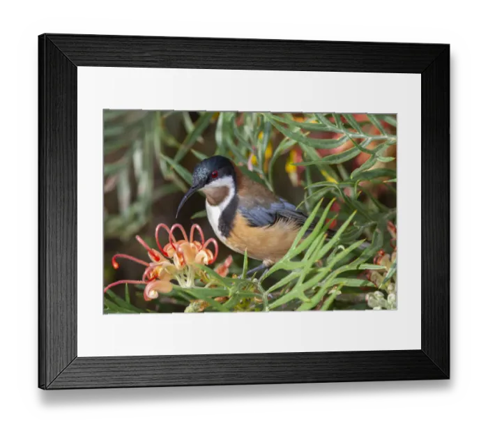 Framed Print : Eastern spinebill (Acanthorhynchus tenuirostris) male visiting Grevillea flower Framed Print : Eastern spinebill (Acanthorhynchus tenuirostris) male visiting Grevillea flower