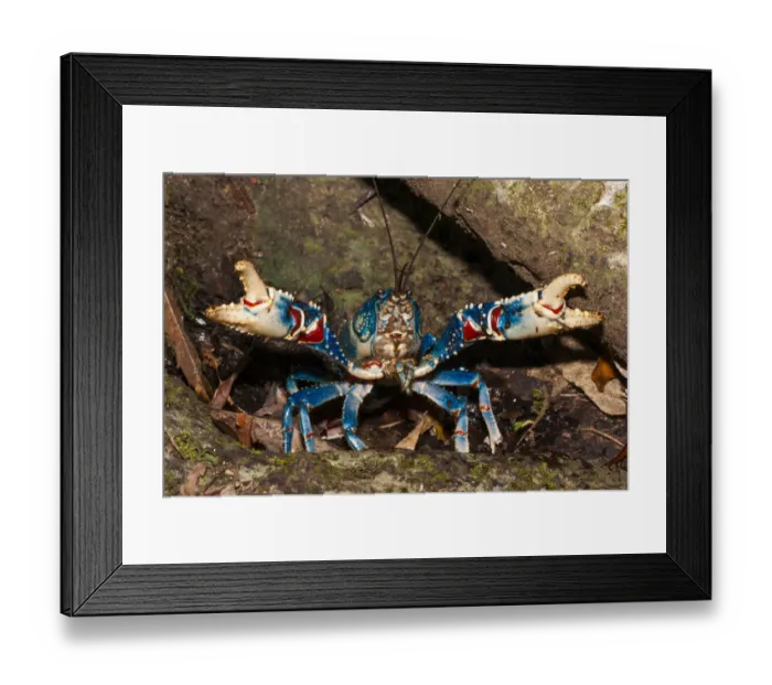 Framed Print : Lamington spiny crayfish (Euastacus sulcatus) blue form Framed Print : Lamington spiny crayfish (Euastacus sulcatus) blue form