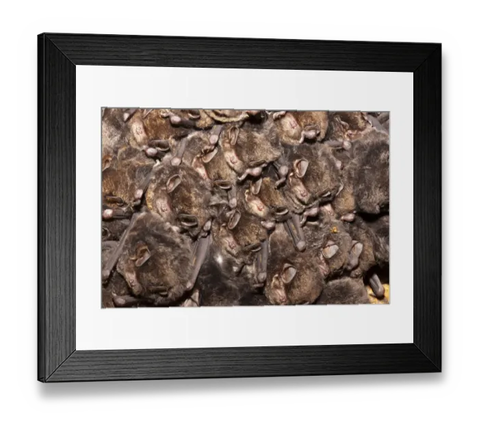 Framed Print : Eastern bentwing / Eastern long fingered bat (Miniopterus orianae oceanensis Framed Print : Eastern bentwing / Eastern long fingered bat (Miniopterus orianae oceanensis
