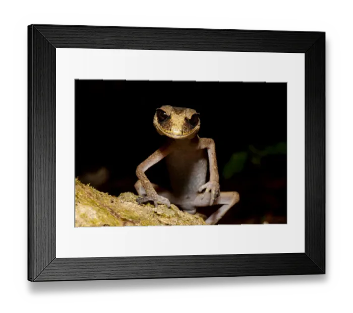 Framed Print : Chameleon gecko (Carphodactylus laevis) on mossy log hunting small insects at night in Framed Print : Chameleon gecko (Carphodactylus laevis) on mossy log hunting small insects at night in