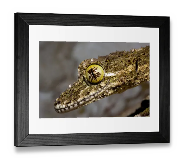 Framed Print : Northern leaf tailed gecko (Phyllurus cornutus) portrait Framed Print : Northern leaf tailed gecko (Phyllurus cornutus) portrait