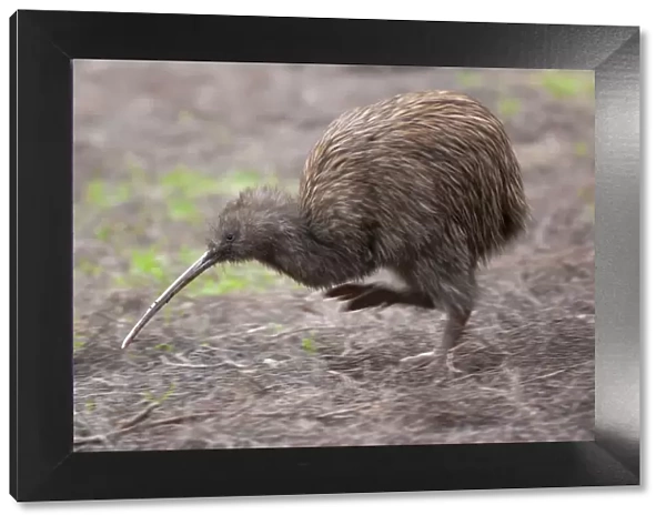 Southern brown kiwi (Apteryx australis) primative flightless bird endemic to New Zealand
