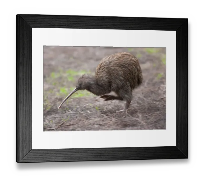 Framed Print : Southern brown kiwi (Apteryx australis) primative flightless bird endemic to New Zealand Framed Print : Southern brown kiwi (Apteryx australis) primative flightless bird endemic to New Zealand