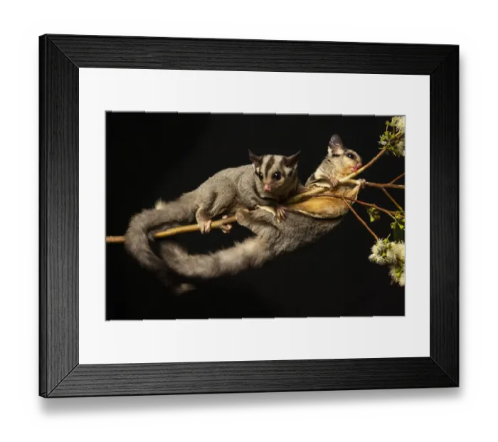 Framed Print : Kreffts gliders (Petarus notatus) two in Eucalypt (Myrtaceae Framed Print : Kreffts gliders (Petarus notatus) two in Eucalypt (Myrtaceae