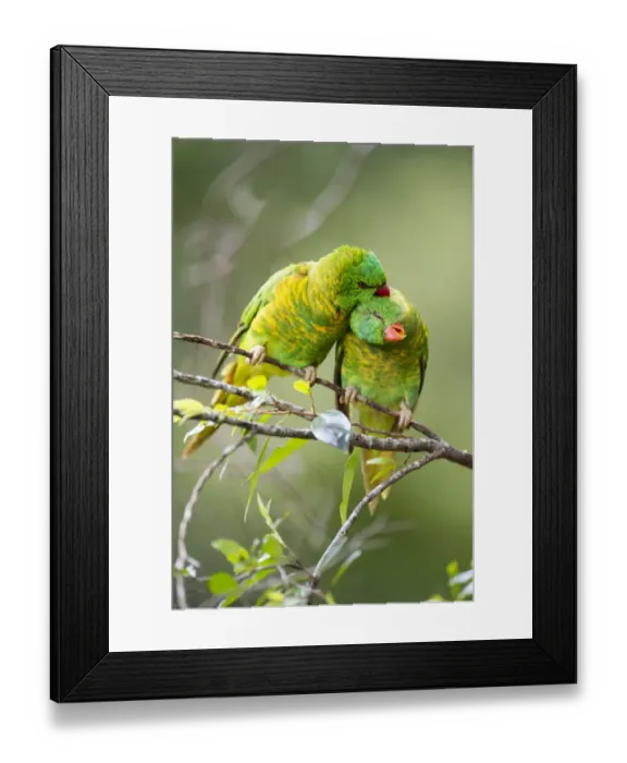 Framed Print : Scaly breasted lorikeet (Trichoglossus chlorolepidotus) pair allopreening in branch of Framed Print : Scaly breasted lorikeet (Trichoglossus chlorolepidotus) pair allopreening in branch of