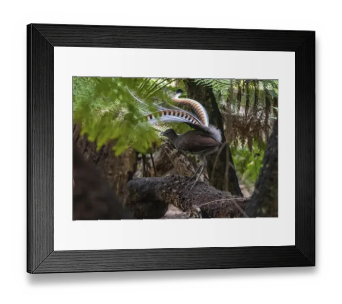 Framed Print : Superb lyrebird (Menura novaehollandiae) male in partial display perched in Tree fern Framed Print : Superb lyrebird (Menura novaehollandiae) male in partial display perched in Tree fern