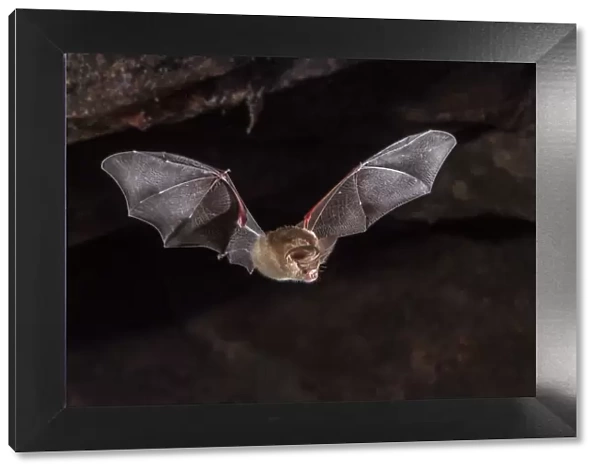 Dusky leaf-nosed bat (Hipposideros ater) flying out of daytime cave roost in a sandstone