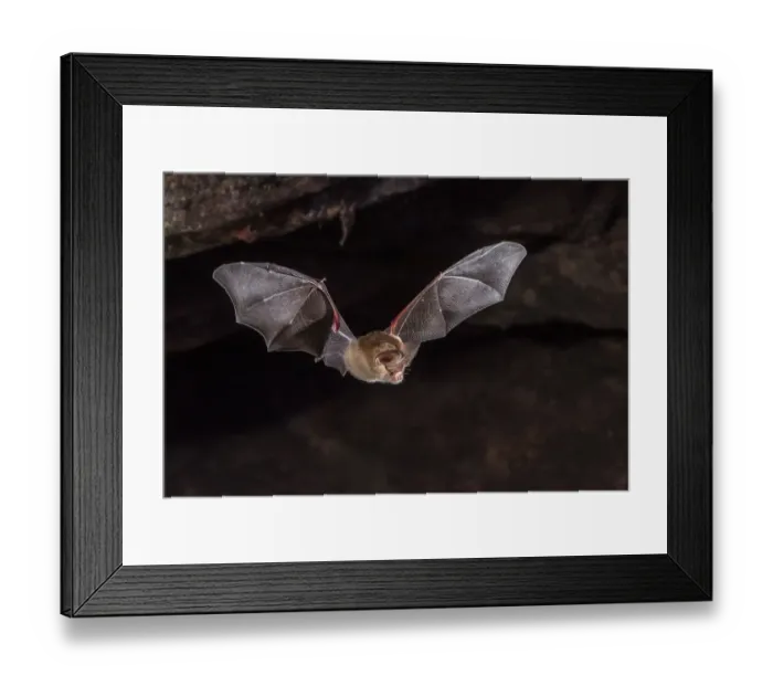 Framed Print : Dusky leaf-nosed bat (Hipposideros ater) flying out of daytime cave roost in a sandstone Framed Print : Dusky leaf-nosed bat (Hipposideros ater) flying out of daytime cave roost in a sandstone
