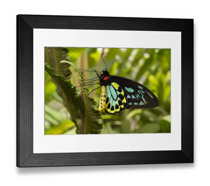 Framed Print : Cairns birdwing butterfly (Ornithoptera euphorion) male resting on fern Framed Print : Cairns birdwing butterfly (Ornithoptera euphorion) male resting on fern