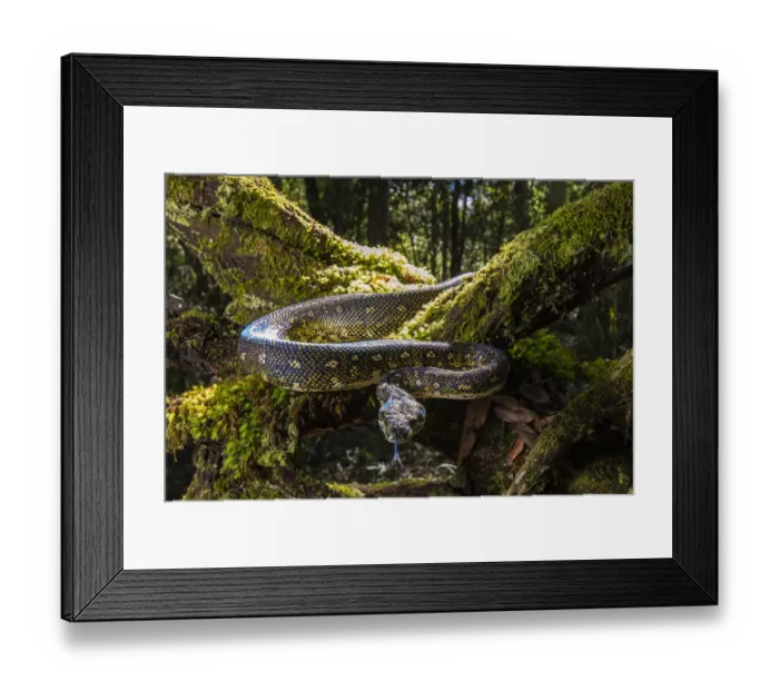 Framed Print : Diamond Python (Morelia spilota spilota) a subspecies of the more common Carpet python Framed Print : Diamond Python (Morelia spilota spilota) a subspecies of the more common Carpet python