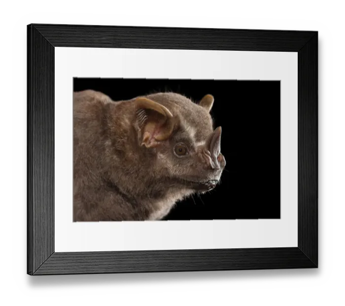 Framed Print : Neotropical fruit bat (Artibeus intermedius) portrait, nectarivorous bat (Phyllostomidae Framed Print : Neotropical fruit bat (Artibeus intermedius) portrait, nectarivorous bat (Phyllostomidae