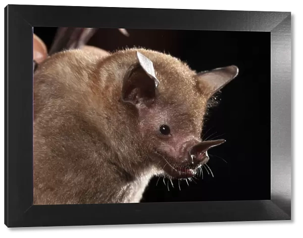 Short-tailed leaf-nosed bat (Carollia perspicallata) portrait, Yucatan Peninsula, Mexico