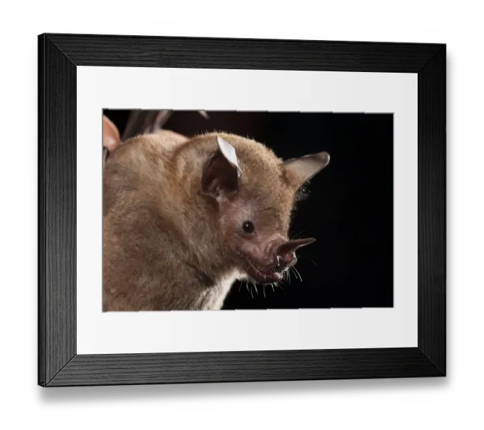 Framed Print : Short-tailed leaf-nosed bat (Carollia perspicallata) portrait, Yucatan Peninsula, Mexico Framed Print : Short-tailed leaf-nosed bat (Carollia perspicallata) portrait, Yucatan Peninsula, Mexico