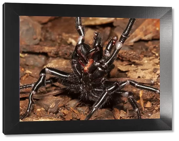 Sydney funnel web spider (Atrax robustus) highly venomous spider