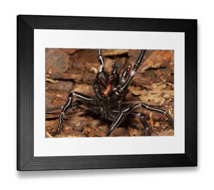 Framed Print : Sydney funnel web spider (Atrax robustus) highly venomous spider Framed Print : Sydney funnel web spider (Atrax robustus) highly venomous spider