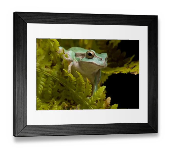 Framed Print : Italian tree frog (Hyla intermedia) sitting amongst fern fronds, Italy Framed Print : Italian tree frog (Hyla intermedia) sitting amongst fern fronds, Italy