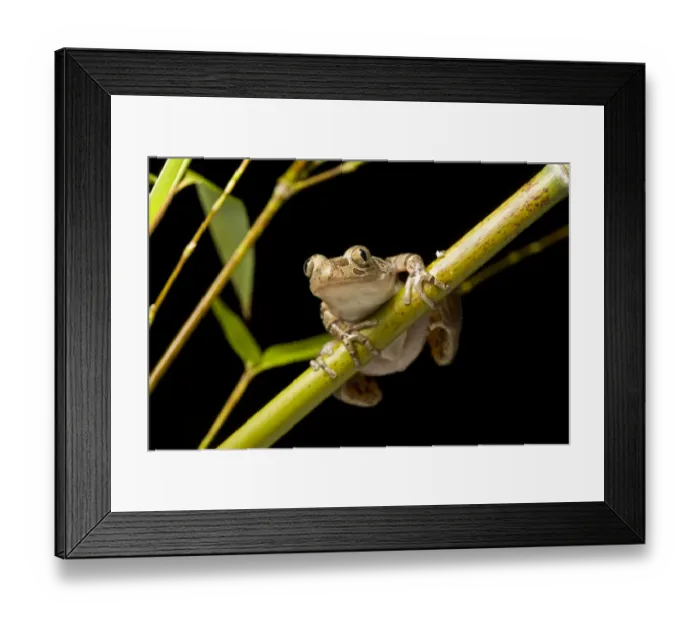 Framed Print : Spotted running frog (Kassina maculata) on bamboo cane at night, Tanzania, East Africa Framed Print : Spotted running frog (Kassina maculata) on bamboo cane at night, Tanzania, East Africa