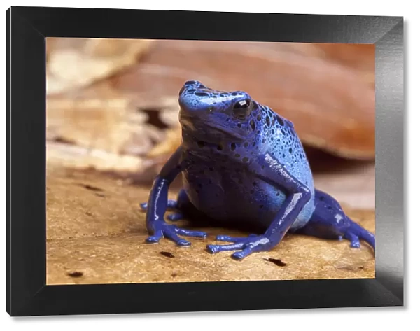 Blue poison dart frog (Dendrobates tinctorius azureus) sitting on dried leaves, Brazil
