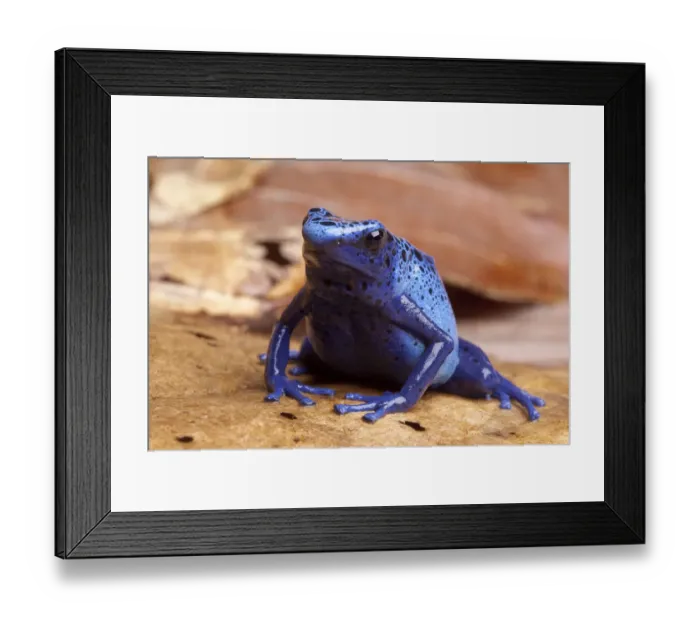 Framed Print : Blue poison dart frog (Dendrobates tinctorius azureus) sitting on dried leaves, Brazil Framed Print : Blue poison dart frog (Dendrobates tinctorius azureus) sitting on dried leaves, Brazil