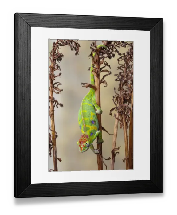 Framed Print : Minors chameleon (Furcifer minor), female, climbing down dried plant stalk Framed Print : Minors chameleon (Furcifer minor), female, climbing down dried plant stalk