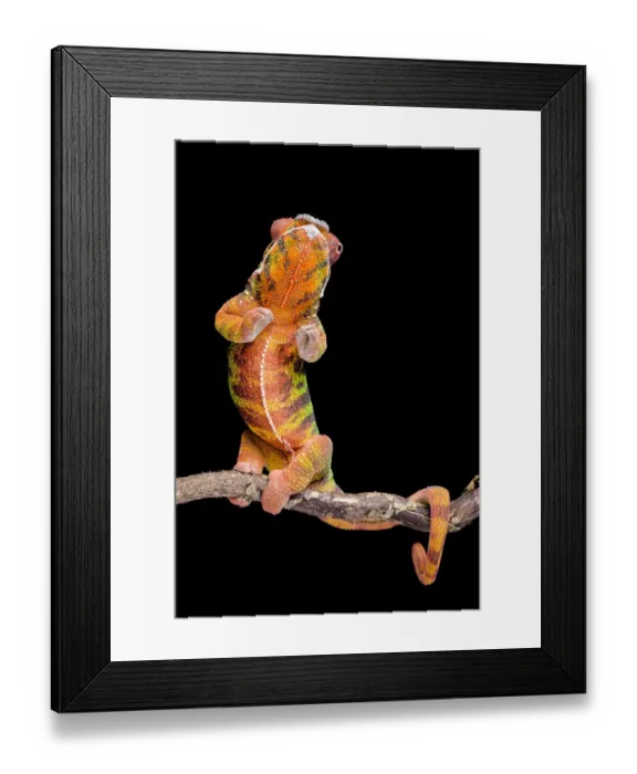 Framed Print : Panther chameleon (Furcifer pardalis) rearing up, on black background, Diego Suarez Framed Print : Panther chameleon (Furcifer pardalis) rearing up, on black background, Diego Suarez