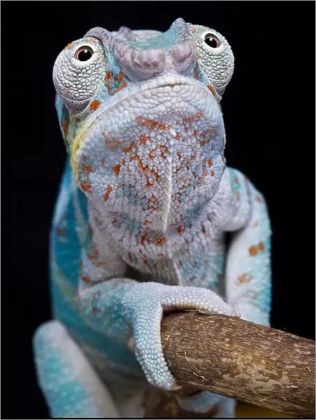 Panther chameleon (Furcifer pardalis) sitting on branch with black background, Nosy Faly