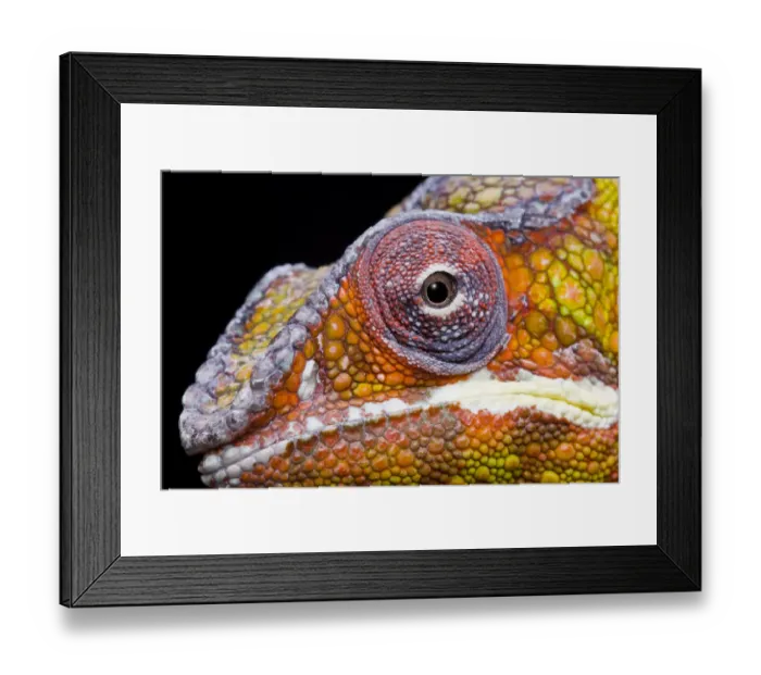 Framed Print : Panther chameleon (Furcifer pardalis) head close up on black background, Ambilobe Framed Print : Panther chameleon (Furcifer pardalis) head close up on black background, Ambilobe