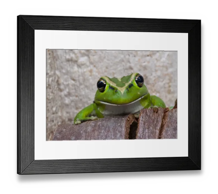Framed Print : Motorbike frog (Litoria moorei) peering out from behind tree bark, Walpole Framed Print : Motorbike frog (Litoria moorei) peering out from behind tree bark, Walpole